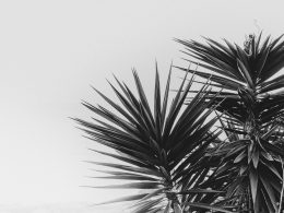 graustufenfoto-von-palme-2hvTvNxNo6Y