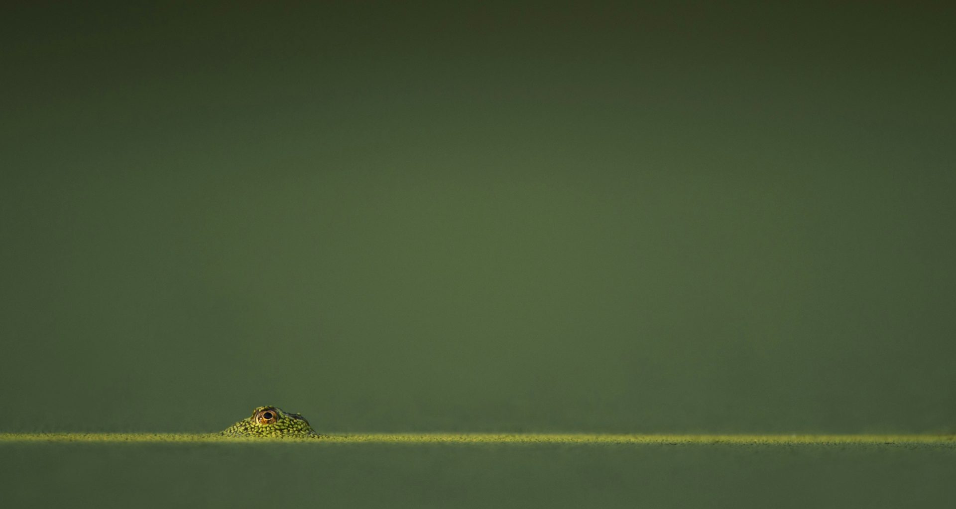 grune-amphibie-in-grunem-wasser-tkUvpLKdm9U