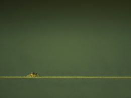 grune-amphibie-in-grunem-wasser-tkUvpLKdm9U