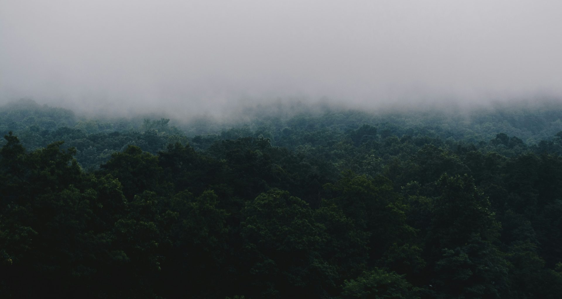 grune-hohe-baume-unter-weissem-himmel-am-tag-SAeDVbs0qpg