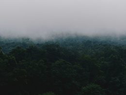 grune-hohe-baume-unter-weissem-himmel-am-tag-SAeDVbs0qpg