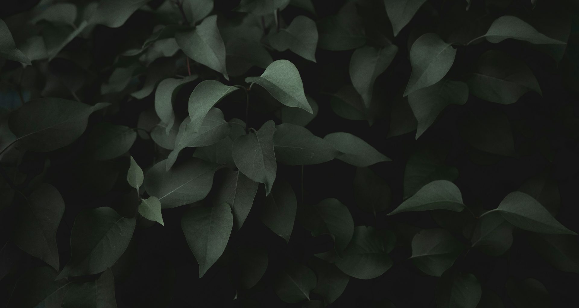 grune-blattpflanze-O0JJMtM1EfU