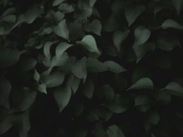 grune-blattpflanze-O0JJMtM1EfU