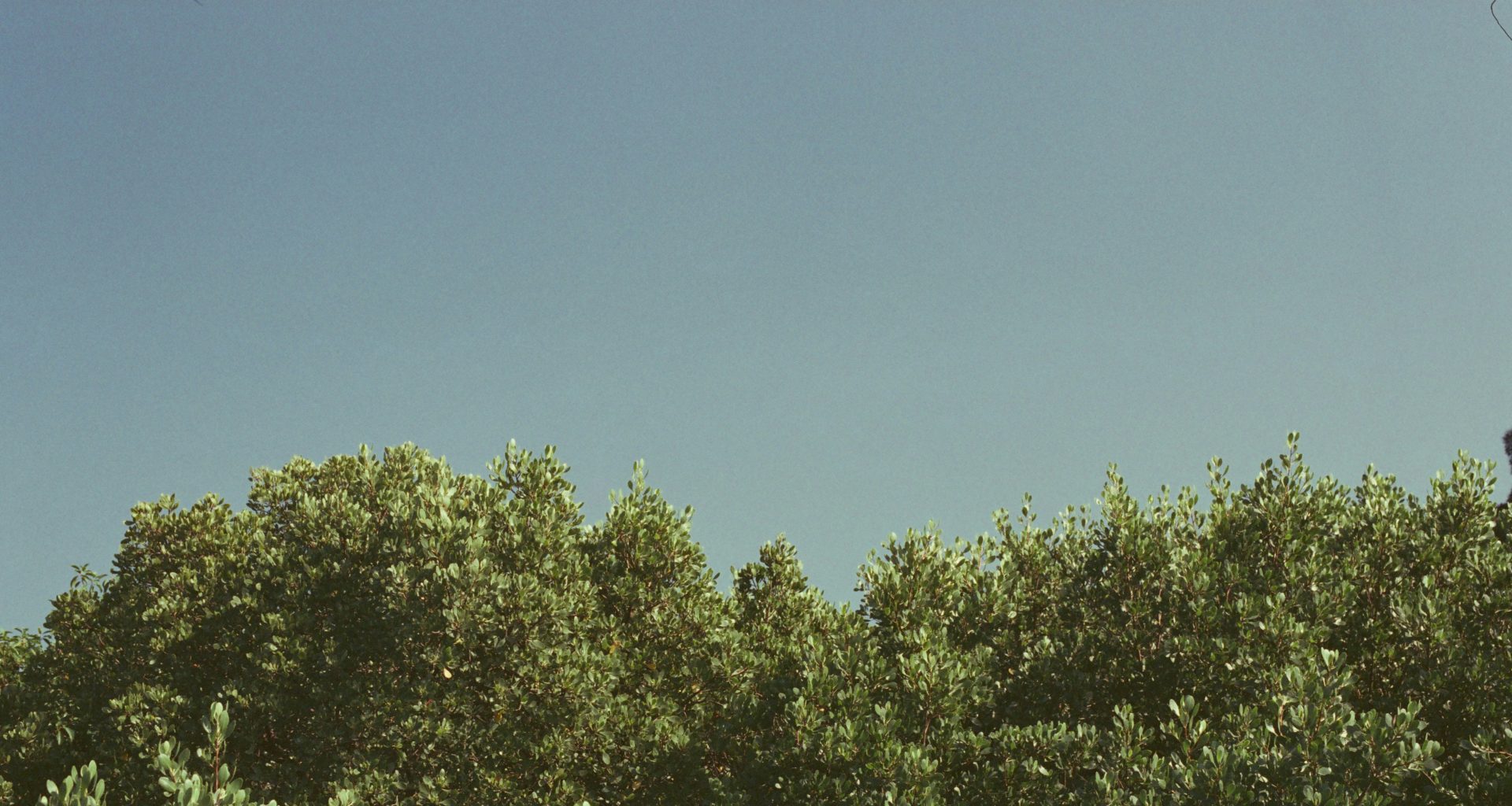 grun-belaubte-baume-p-vdIYB4mFY