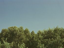 grun-belaubte-baume-p-vdIYB4mFY