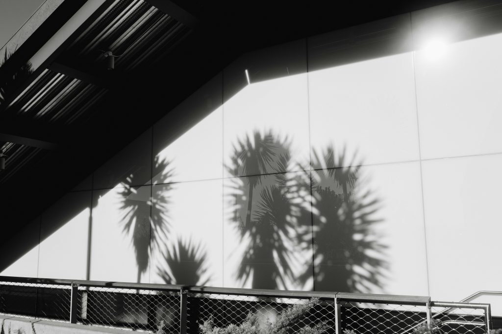 grune-palme-in-der-nahe-von-weissem-metallzaun-zYpEI1g7GAQ