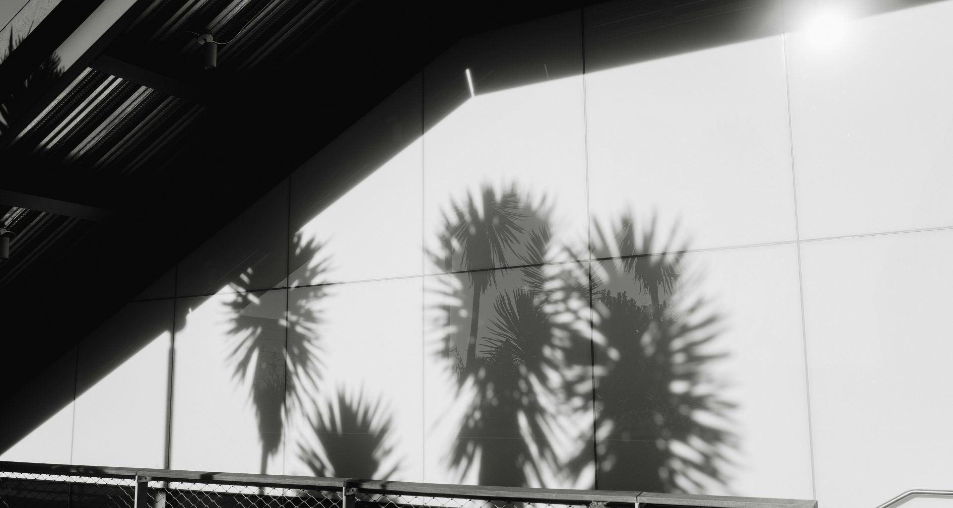 grune-palme-in-der-nahe-von-weissem-metallzaun-zYpEI1g7GAQ