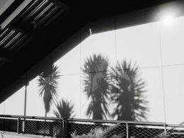 grune-palme-in-der-nahe-von-weissem-metallzaun-zYpEI1g7GAQ