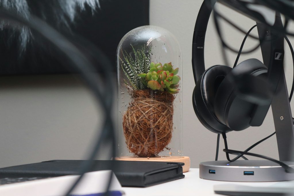 grune-pflanze-in-klarglasvase-nbMkhhBSITU