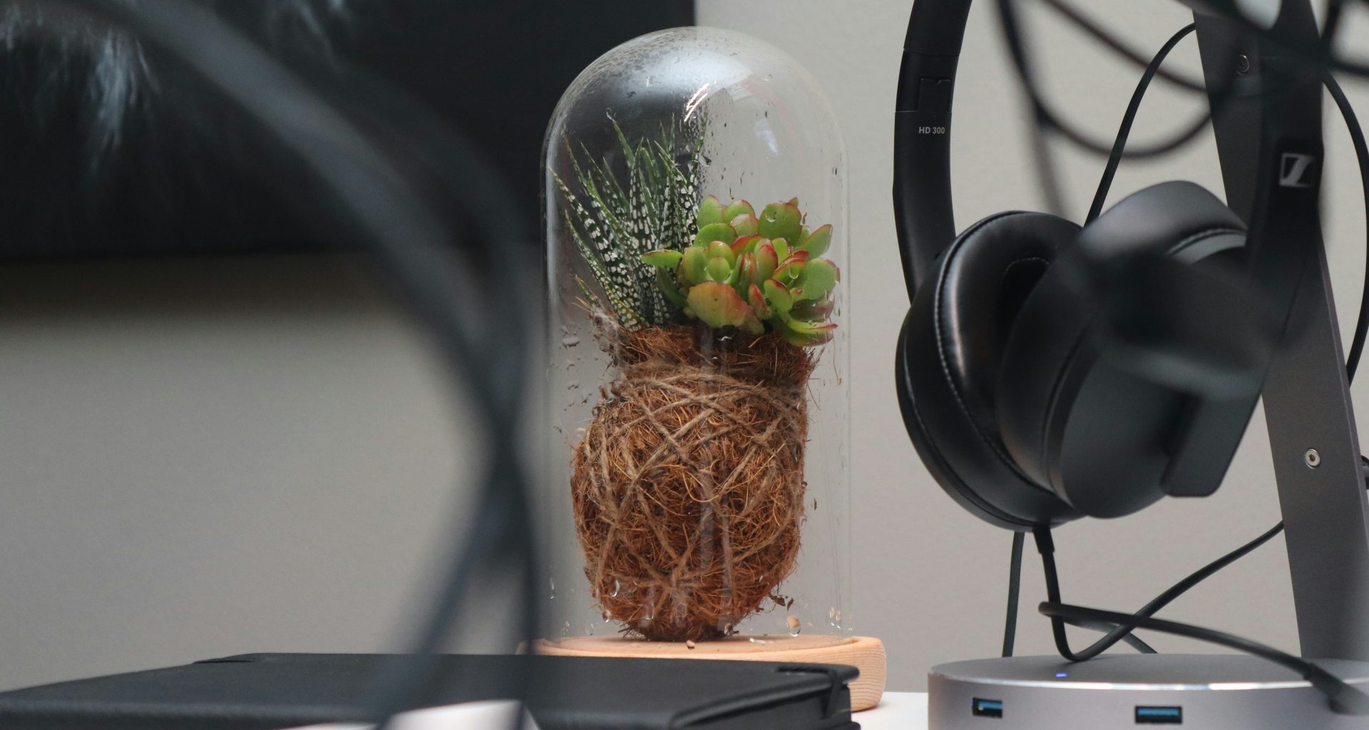 grune-pflanze-in-klarglasvase-nbMkhhBSITU