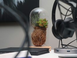 grune-pflanze-in-klarglasvase-nbMkhhBSITU