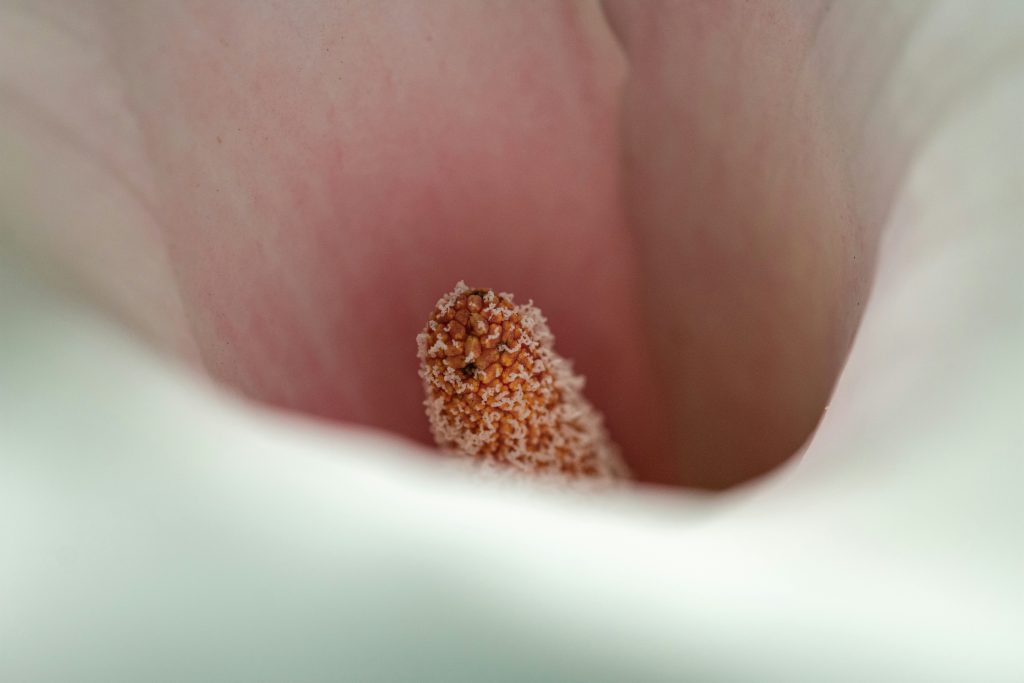 im-inneren-einer-calla-lilie-aus-nachster-nahe-AHoLepvmZrE