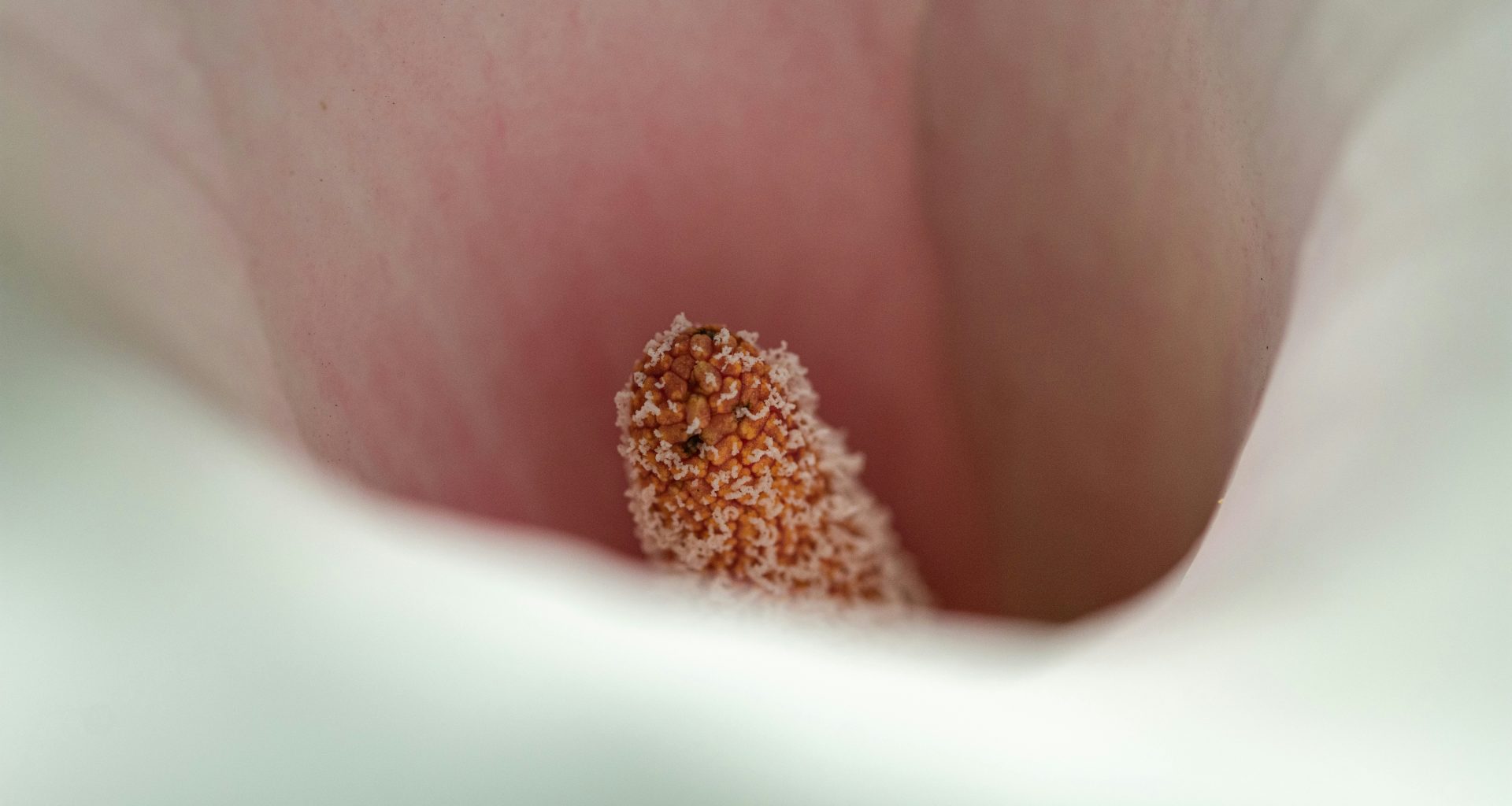 im-inneren-einer-calla-lilie-aus-nachster-nahe-AHoLepvmZrE