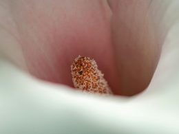 im-inneren-einer-calla-lilie-aus-nachster-nahe-AHoLepvmZrE