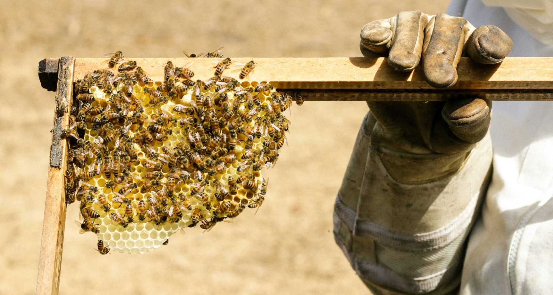 person-die-bienenstock-halt-U1vZ2tRr9SQ