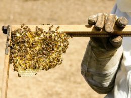 person-die-bienenstock-halt-U1vZ2tRr9SQ