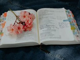 rosa-blattrige-blume-auf-buch-tImZgkTcCbQ