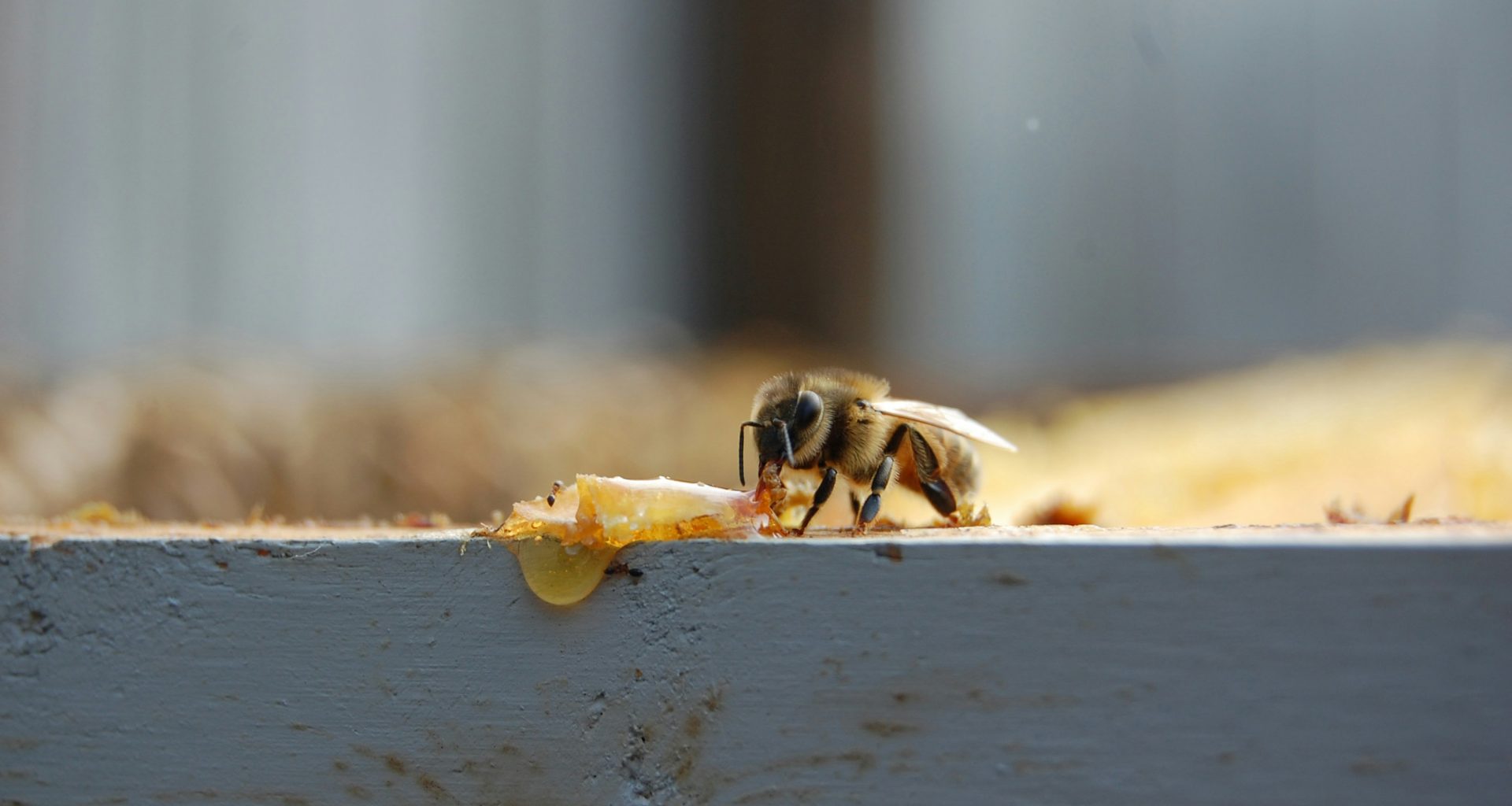 foto-der-biene-mit-flachem-fokus-HegxX0qHXRg