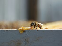 foto-der-biene-mit-flachem-fokus-HegxX0qHXRg