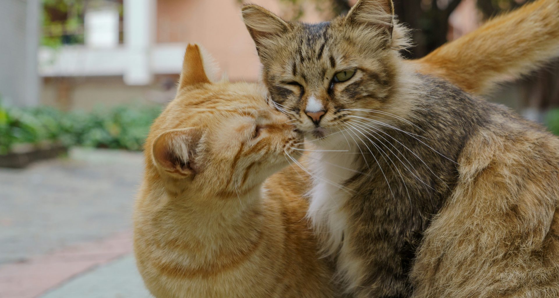 zwei-katzen-zeigen-sich-gegenseitig-zuneigung-7cKY-2ASGKo