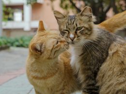 zwei-katzen-zeigen-sich-gegenseitig-zuneigung-7cKY-2ASGKo