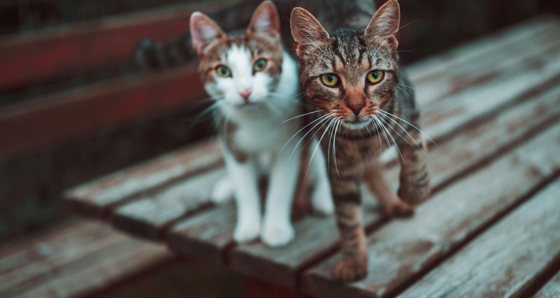 zwei-katzen-auf-dem-tisch-w6tMRf7kGLA