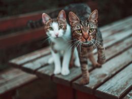 zwei-katzen-auf-dem-tisch-w6tMRf7kGLA