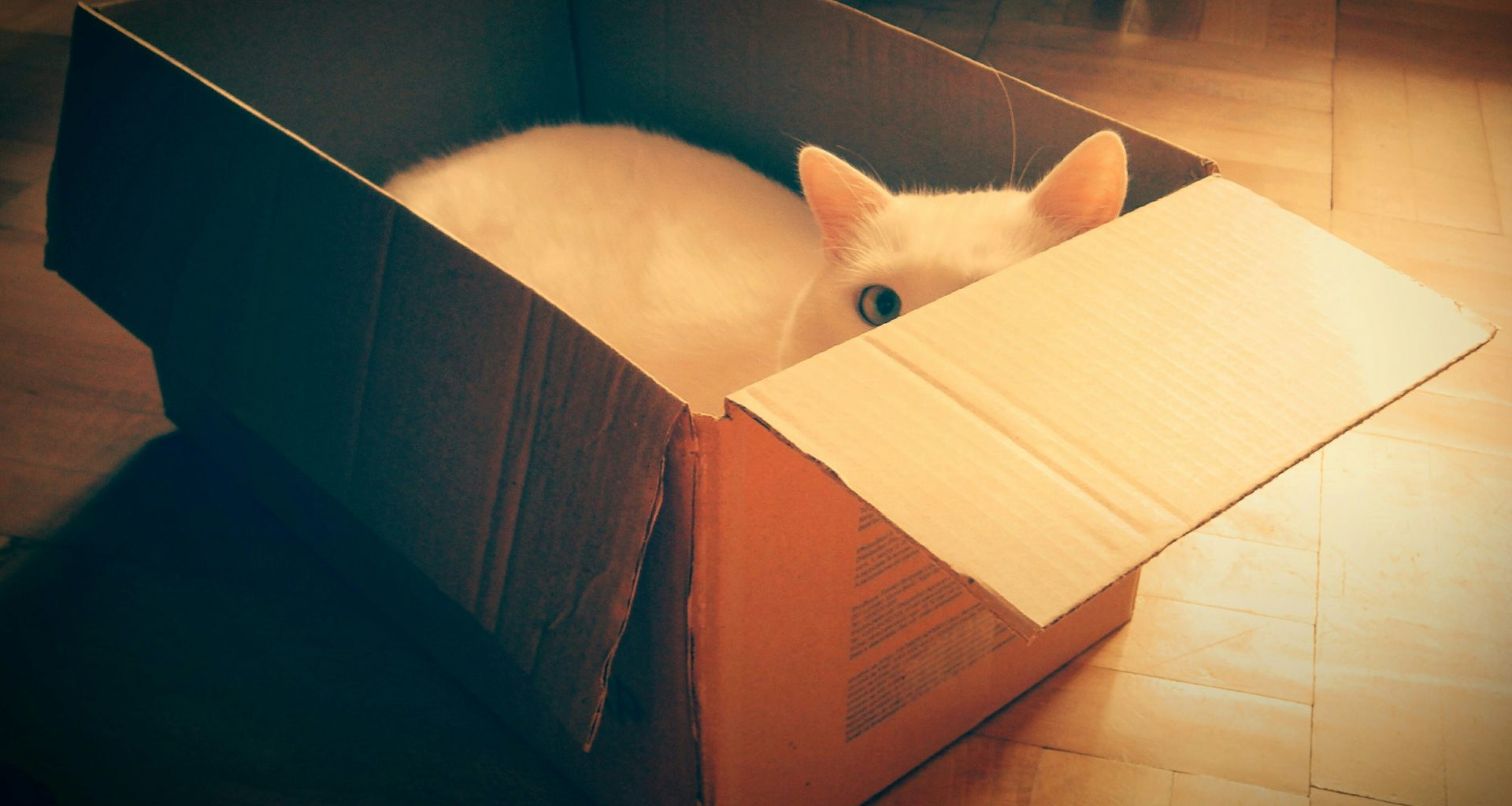 weisse-katze-auf-braunem-karton-tMDDb8f1ENc