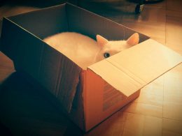 weisse-katze-auf-braunem-karton-tMDDb8f1ENc