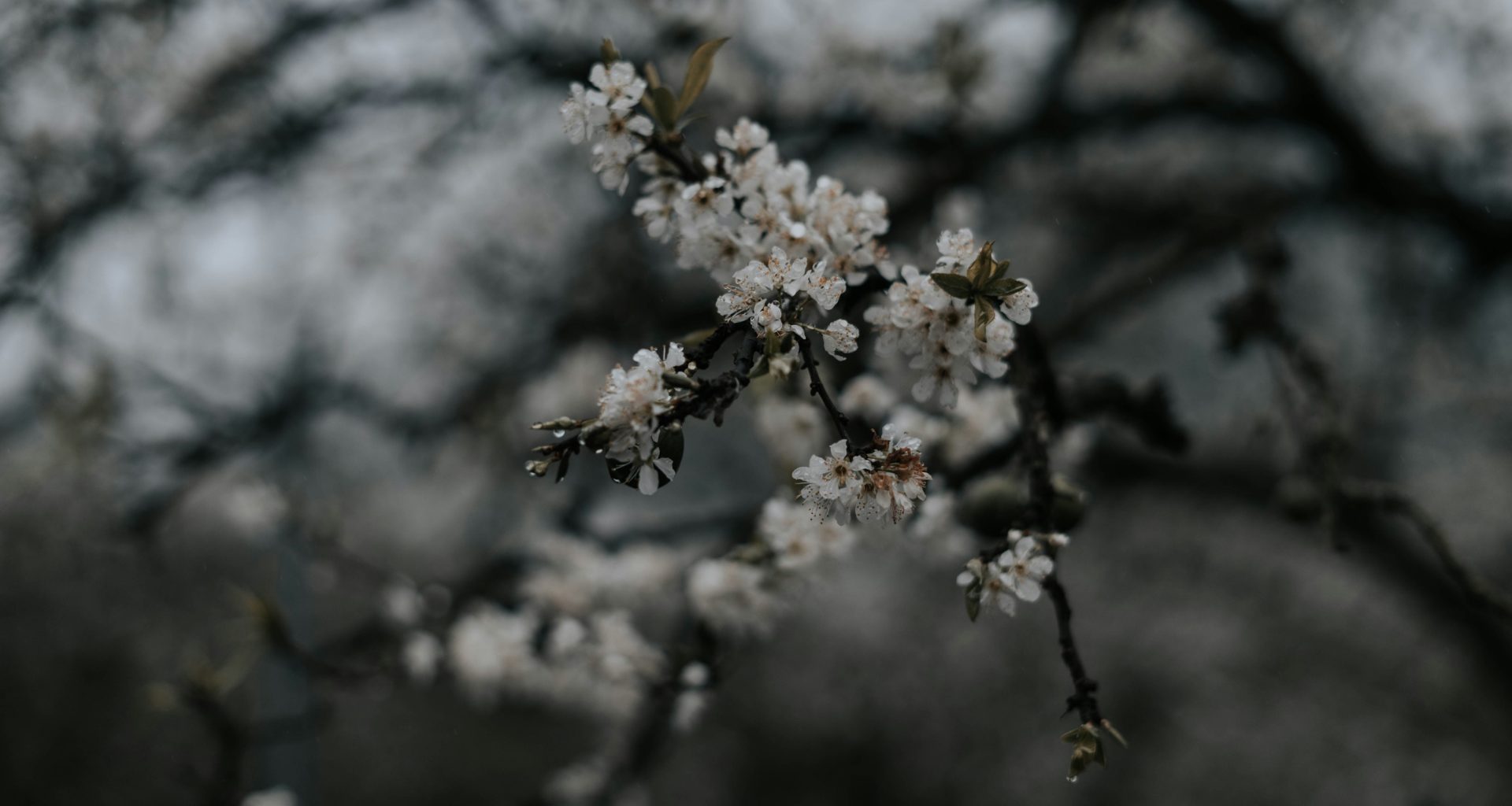 weisse-blume-in-tilt-shift-linse-1S9u6W2cbzI