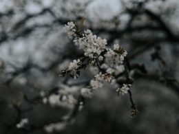 weisse-blume-in-tilt-shift-linse-1S9u6W2cbzI