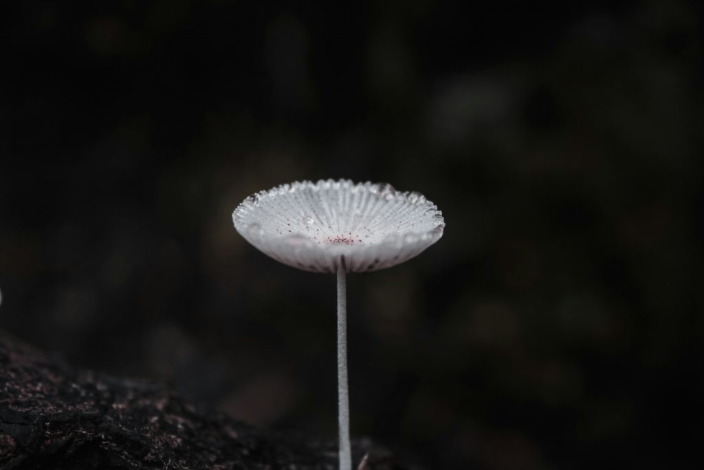 weisser-pilz-dduRtiR5q8Q