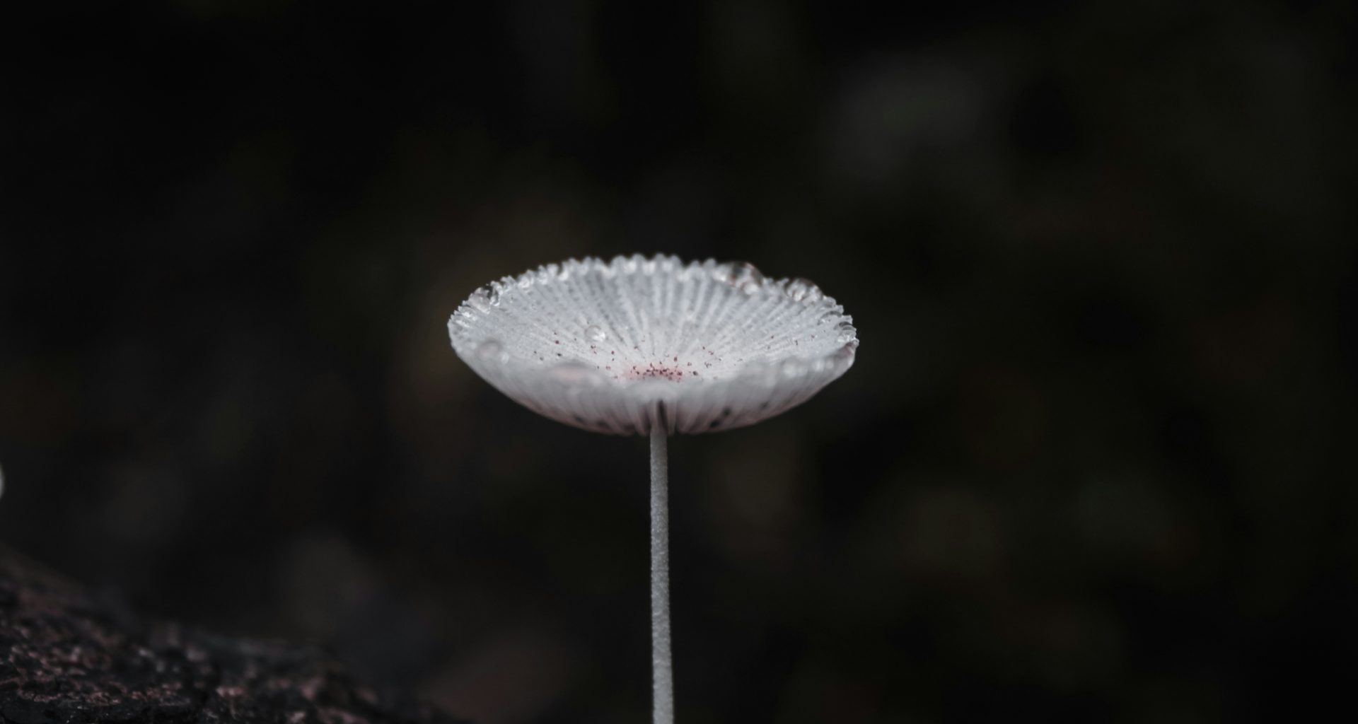 weisser-pilz-dduRtiR5q8Q