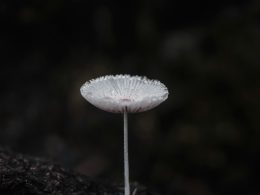 weisser-pilz-dduRtiR5q8Q