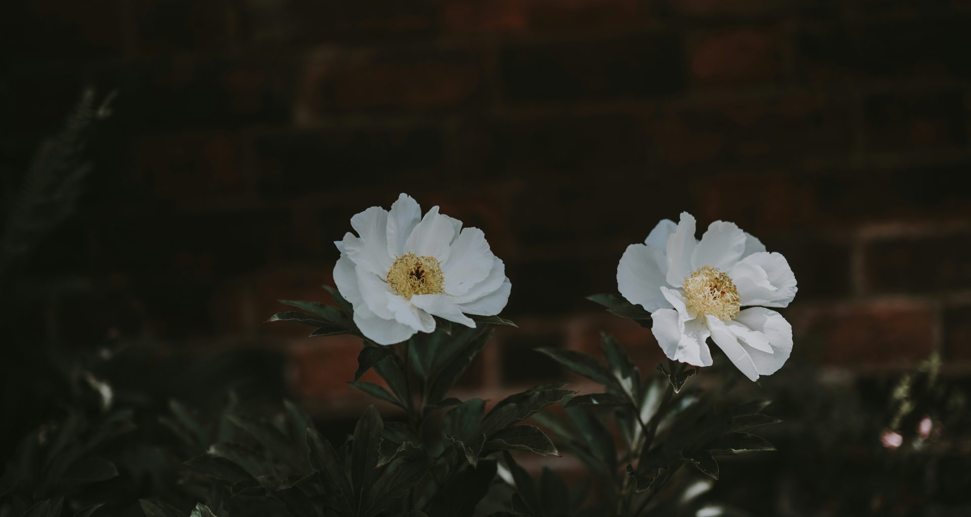 weisse-pfingstrosen-in-blute-nahaufnahme-foto-xJklTcZADkA