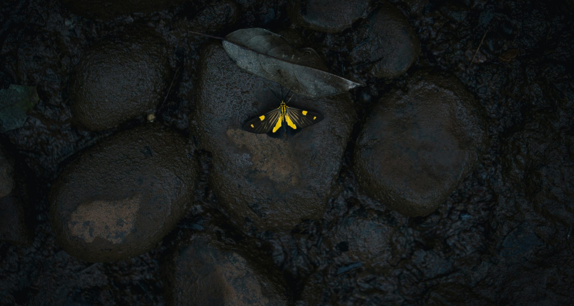 gelber-schmetterling-auf-stein-JIkbGM9nRp4