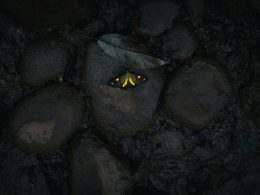 gelber-schmetterling-auf-stein-JIkbGM9nRp4