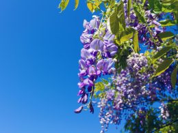 ein-strauss-lila-blumen-die-an-einem-baum-hangen-F9yvbQgHwZA