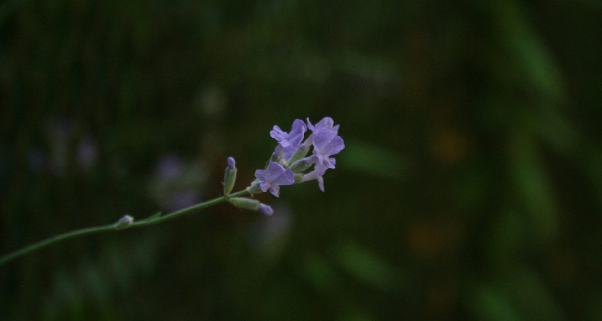 nahaufnahme-einer-blume-j23WR78lJpY