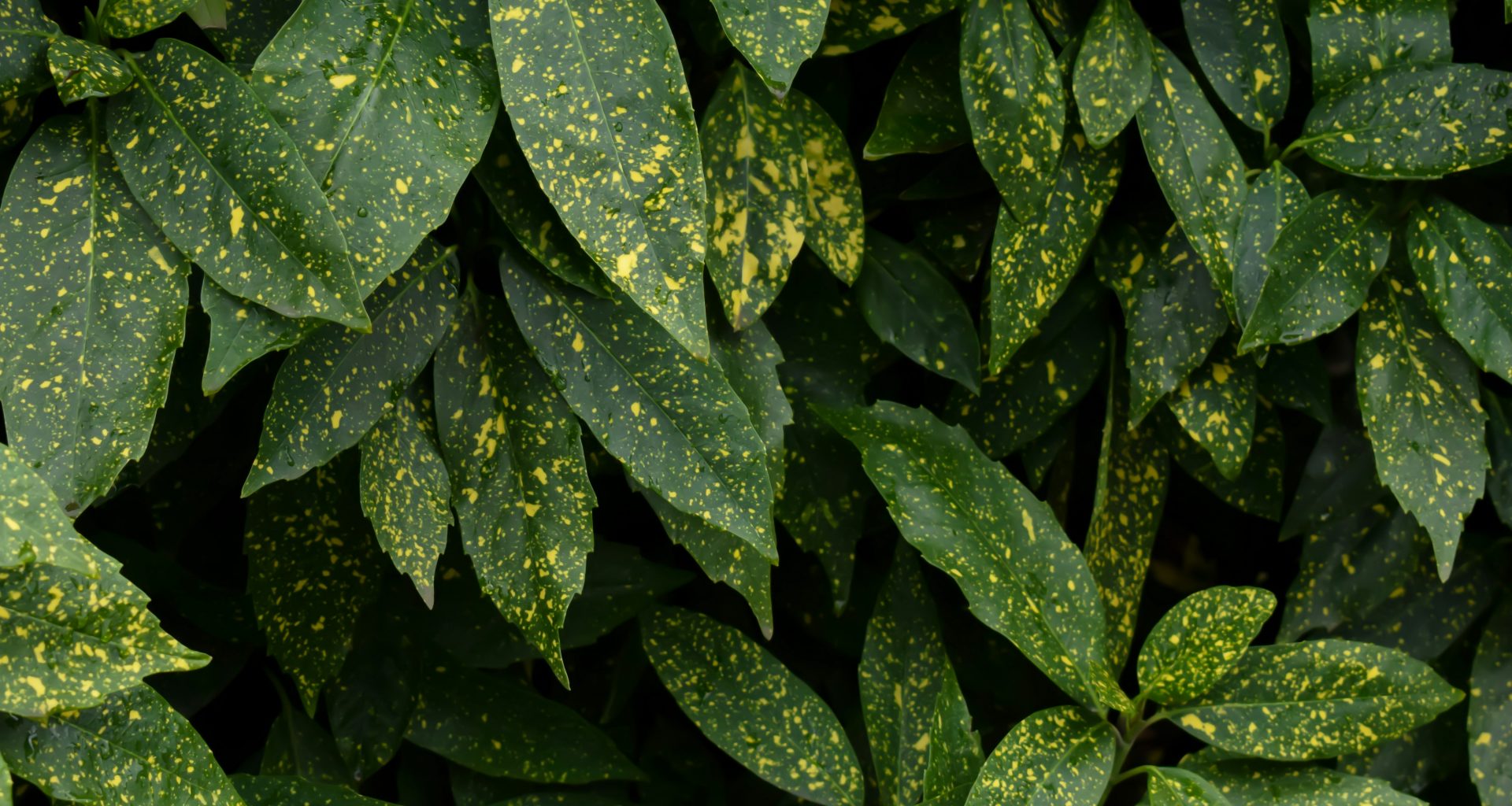 nahaufnahme-einer-grunen-pflanze-mit-gelben-flecken-9T4kgVcd7VE