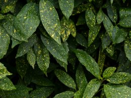 nahaufnahme-einer-grunen-pflanze-mit-gelben-flecken-9T4kgVcd7VE