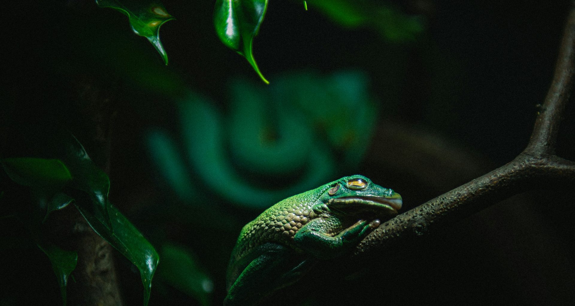 ein-paar-eidechsen-auf-einem-ast-rHiCBCjz_IU