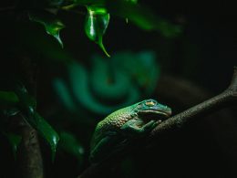 ein-paar-eidechsen-auf-einem-ast-rHiCBCjz_IU