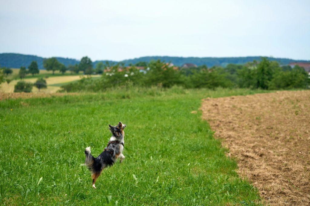 ein-hund-rennt-durch-ein-grasfeld-CLvWmZN6eyk