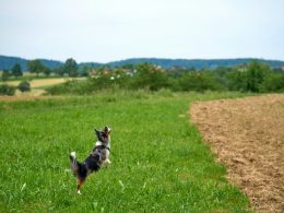 ein-hund-rennt-durch-ein-grasfeld-CLvWmZN6eyk