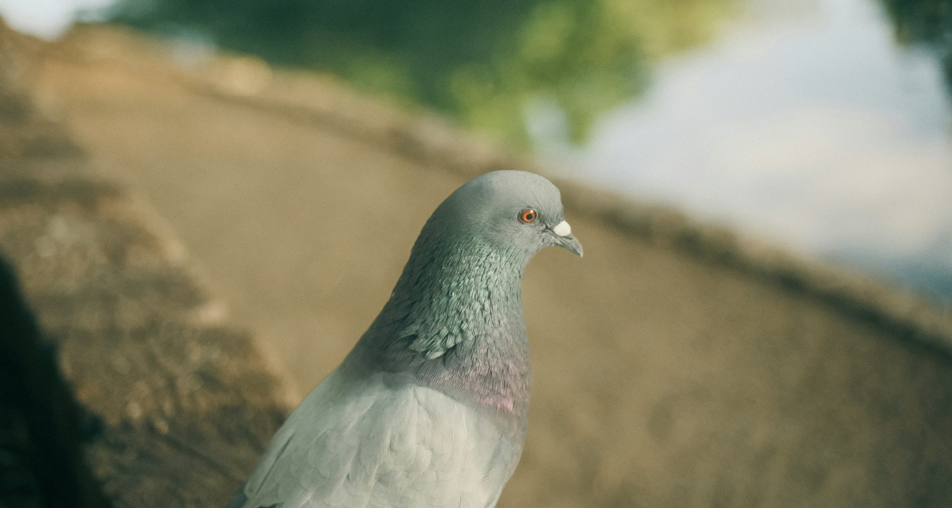 ein-weisser-und-grauer-vogel-der-auf-einem-felsvorsprung-sitzt-jo2rbU8PTaI