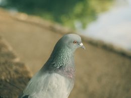 ein-weisser-und-grauer-vogel-der-auf-einem-felsvorsprung-sitzt-jo2rbU8PTaI