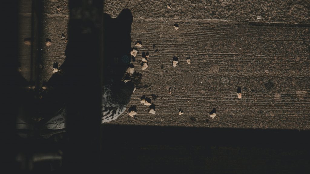 schwarz-weisse-taube-auf-brauner-betonwand-_vtLJA1ogag