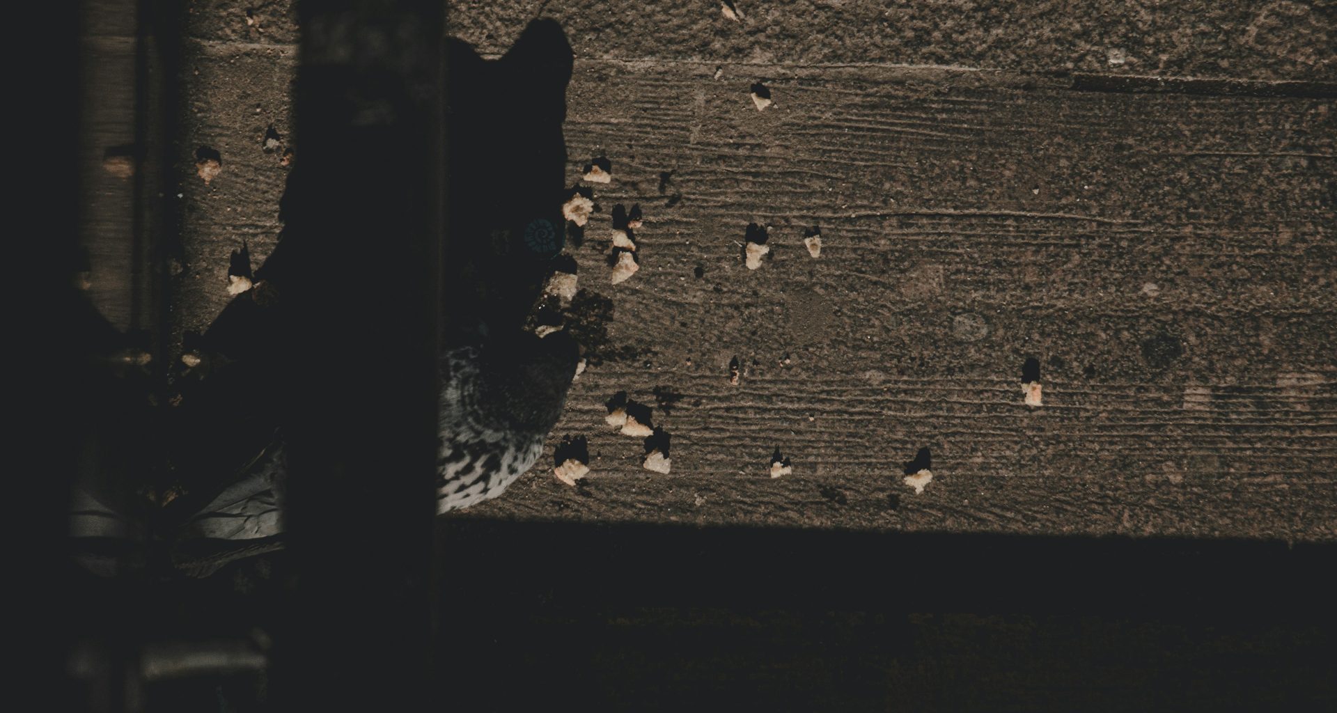 schwarz-weisse-taube-auf-brauner-betonwand-_vtLJA1ogag