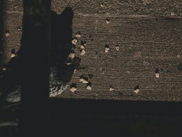 schwarz-weisse-taube-auf-brauner-betonwand-_vtLJA1ogag